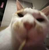 袴袴