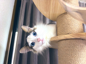 どんける灰都