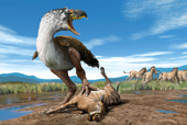 VeryLargeBird