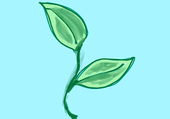 Wakana